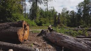 Best Tree Mulching  in Creola, AL