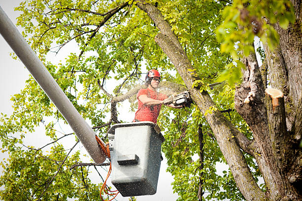 Best Tree Preservation Services  in Creola, AL